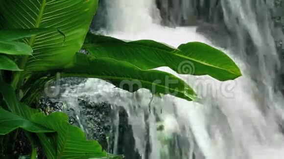 大植物由丛林瀑布视频的预览图