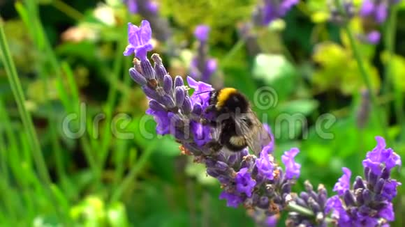 大黄蜂和蜜蜂飞过薰衣草阳光明媚的一天慢镜头视频的预览图