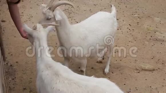 人们用手在农场喂山羊视频的预览图