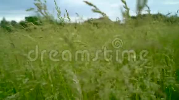 背景绿草如茵的草地上吹着风傍晚时分视频的预览图