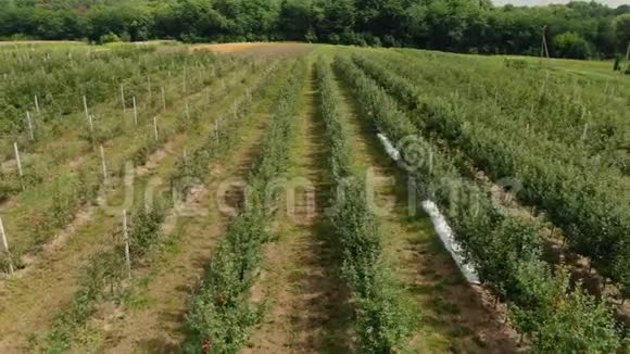 苹果种植园的鸟瞰图苹果的栽培视频的预览图