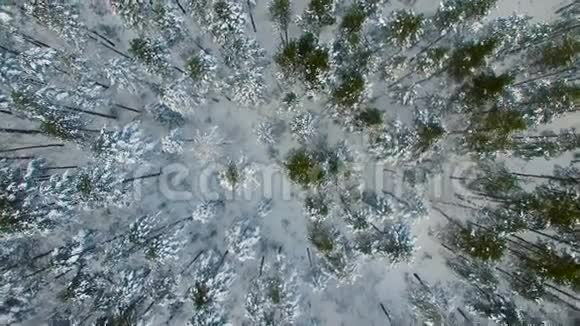 冬林雪中冻松冷杉无人机做了录像视频的预览图