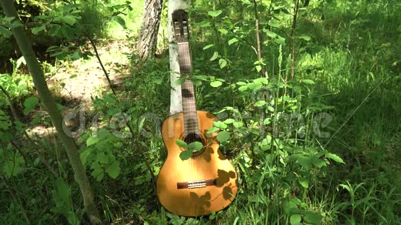 在树林里弹声吉他视频的预览图
