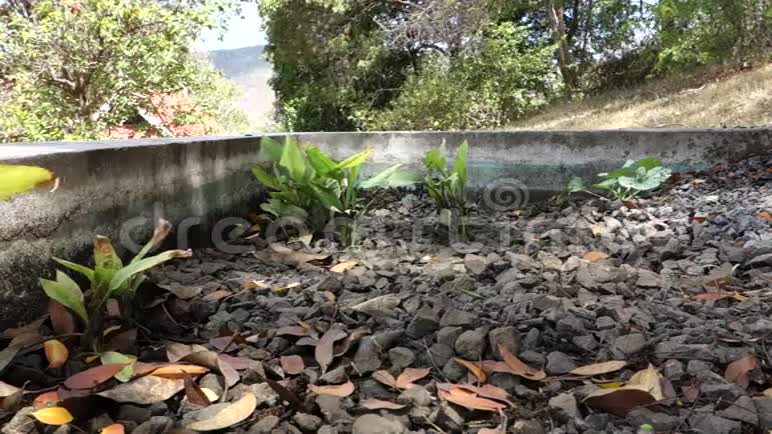 热带地区的水通过砾石过滤器流过视频的预览图