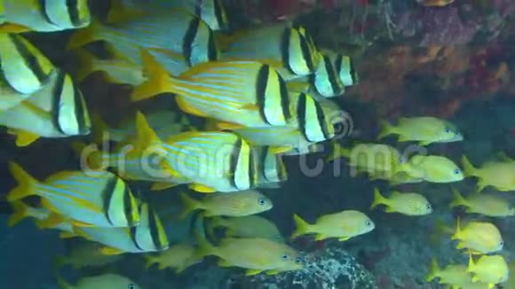 礁下五颜六色的鱼群视频的预览图
