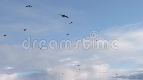 在阴天飞翔的乌鸦的谋杀视频的预览图