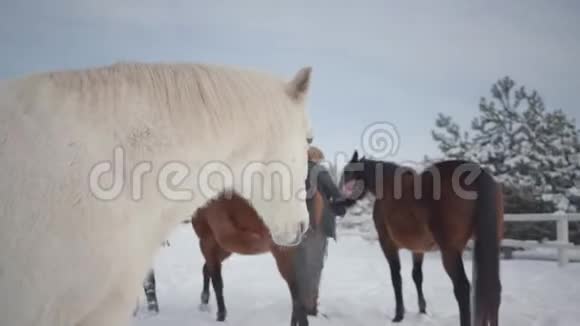 冬天一对夫妇带着马在乡间农场散步男人和女人牵马视频的预览图