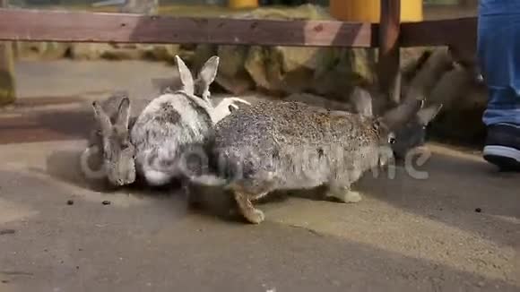 兔子在笼子里视频的预览图