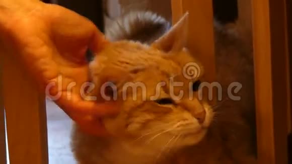 漂亮的橘猫手抚视频的预览图