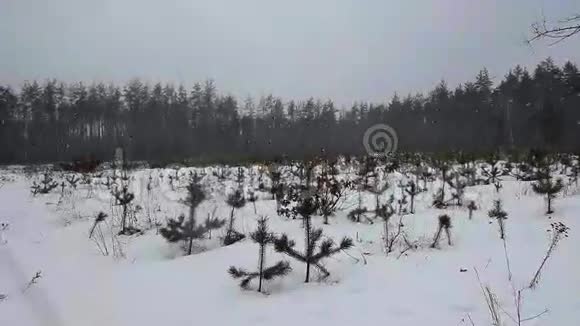 踏着白雪踏遍冬林的脚步种植着幼树圣诞树由视频的预览图