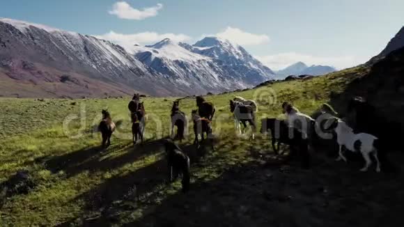 野马奔跑在背景山的草原上奔跑的马群日落视频的预览图