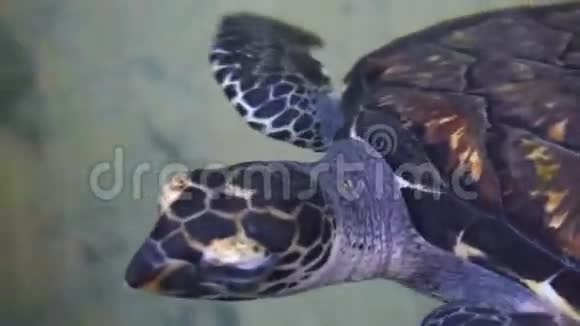 海龟切洛尼亚麦达斯在海龟农场的保护区游泳视频的预览图