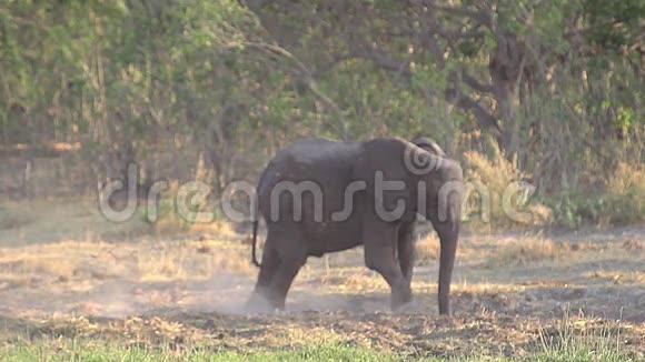 非洲象非洲象青年喷洒粉尘莫雷米保护区博茨瓦纳奥卡万戈三角洲视频的预览图