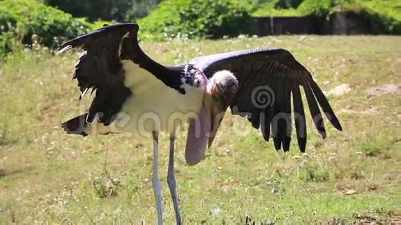 非洲马拉布MarabouStork在草丛中展开翅膀视频的预览图