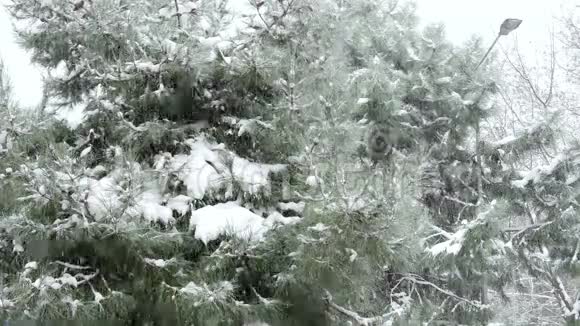下雪的日子松树上的雪视频的预览图