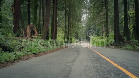 穿过森林穿过马路视频的预览图