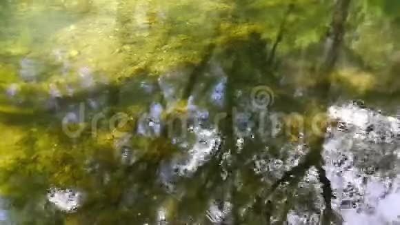 森林中平静而透明的水视频的预览图