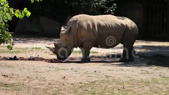 犀牛犀牛嗅着地面一组现存的五种有蹄类有蹄类动物侧视视频的预览图
