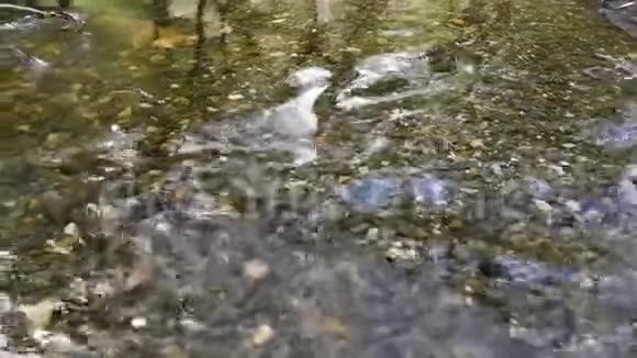森林中平静而透明的水视频的预览图