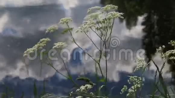 桦树的树枝挂在水面上视频的预览图