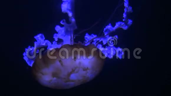 追踪发光的水母漂浮在黑暗的水中视频的预览图