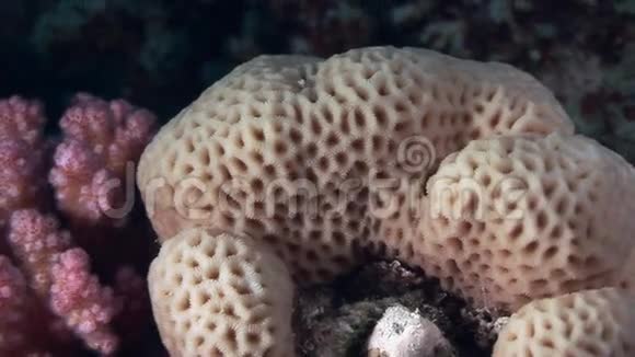 红海背景水下景观中球体形式的珊瑚视频的预览图