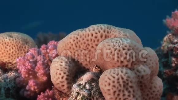 红海水下球形珊瑚视频的预览图