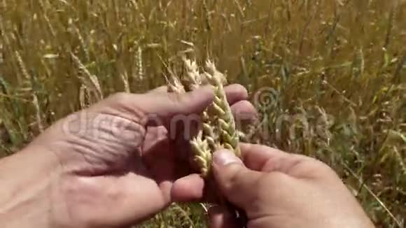 人的手剥去一穗金黄的麦子视频的预览图