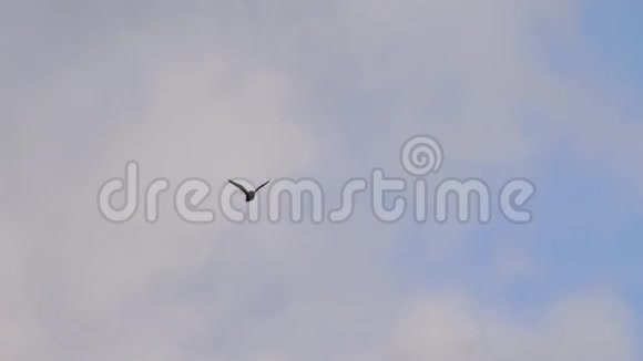 乌鸦飞过多云的天空视频的预览图
