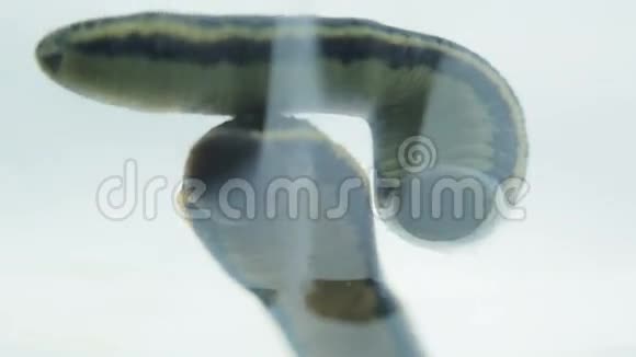 水蛭用吸盘和扭转粘在玻璃上视频的预览图