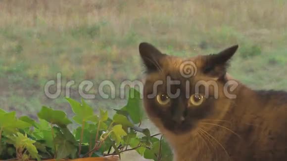坐在窗台上的暹罗猫视频的预览图