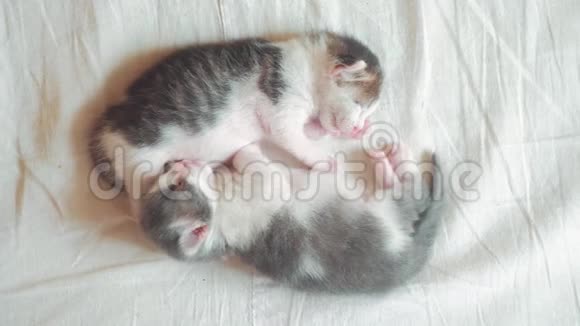 两只小猫在睡觉生活方式两只小猫哥哥抱着床睡觉宠物猫的概念视频的预览图