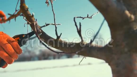 人切割冰冻的树枝剪刀冬天视频的预览图