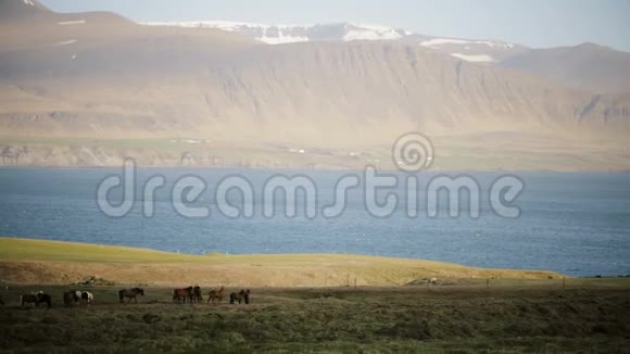美丽的景色马群在田野上吃草吃草野生冰岛马的自然视频的预览图