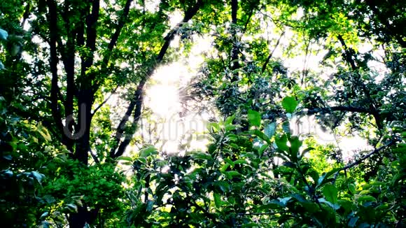 阳光透过生机勃勃的绿树葱茏视频的预览图