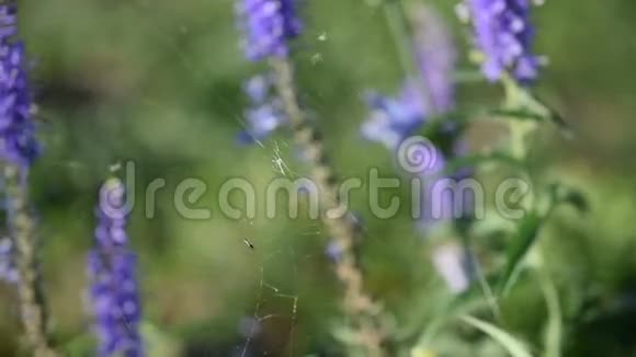 夏日绿野鼠尾草上的蜘蛛网视频的预览图