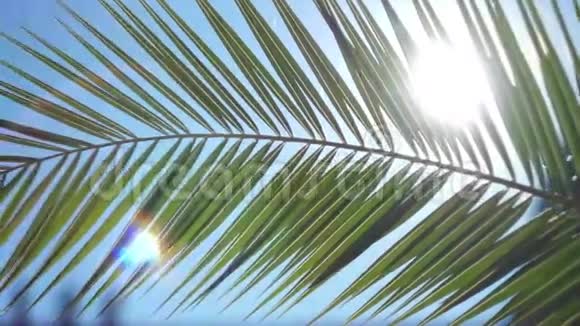 太阳的光芒穿过棕榈树的枝条视频的预览图