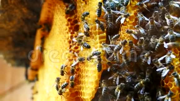 蜂巢工蜂4K视频的预览图