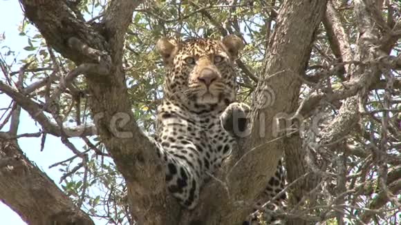 非洲豹在树上视频的预览图