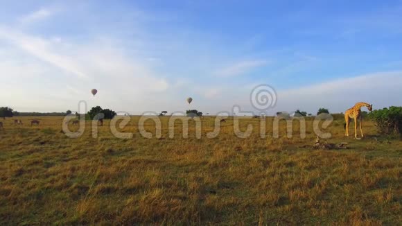 非洲大草原的长颈鹿和气球视频的预览图