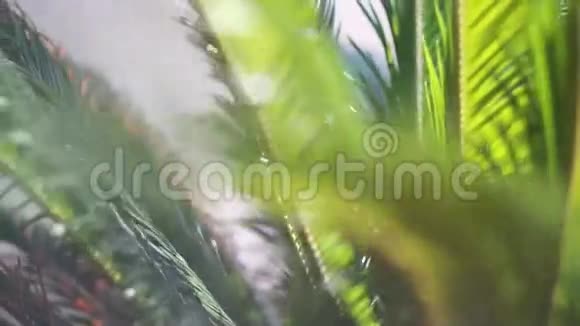 太阳的光线穿过棕榈树的树枝天空云彩视频的预览图