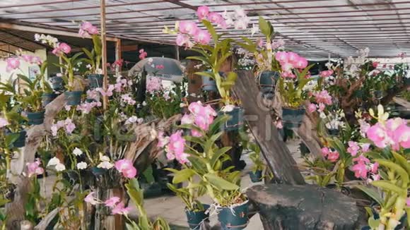 各种美丽的花放在植物园的花盆里或商店的货架上视频的预览图