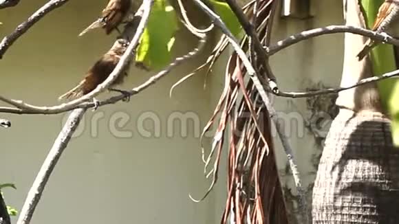鸟在铁上为树清洁自己视频的预览图
