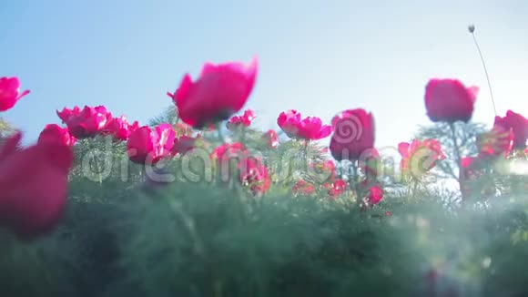 透过一朵野花的花瓣可以看到阳光的照射视频的预览图