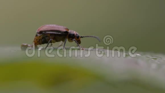 鳖甲虫鳖甲虫雌雄视频的预览图