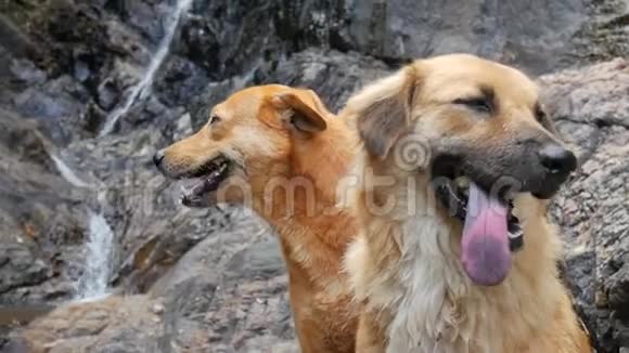 两只可爱的快乐狗坐在泰国的瀑布附近高清慢速运动视频的预览图