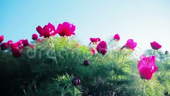 透过一朵野花的花瓣可以看到阳光的照射视频的预览图