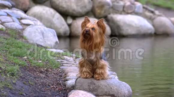 约克郡猎犬坐在湖边的岩石上视频的预览图
