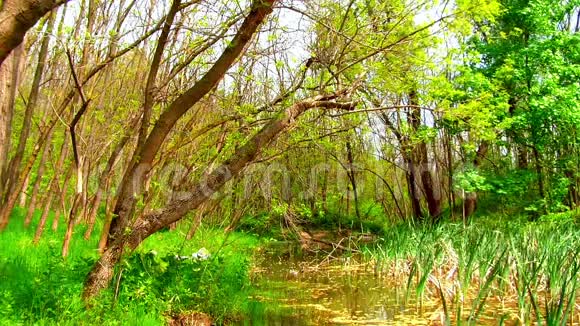 美丽的沼泽地视频的预览图