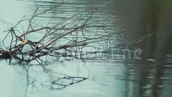 枝和江波背景视频的预览图